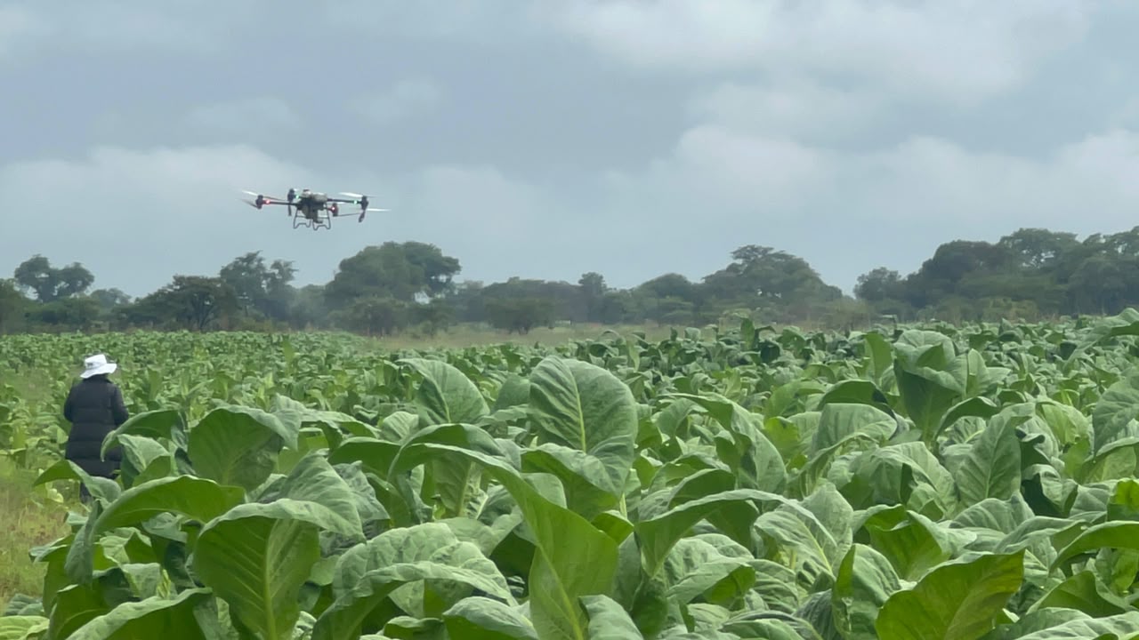 A drone flying above a tobacco field during the TFT Beatrice spraying event